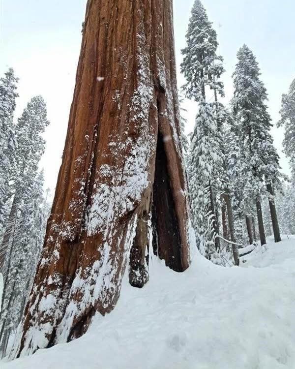 Waxberry Getaway Sequoia/Kings Canyon National Pks 스쿼밸리 외부 사진